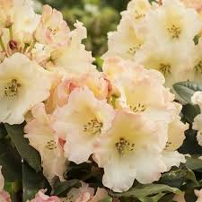 Rhododendron Horizon Monarch Rhododendron Flowers Shrubs