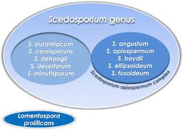 Image result for Pseudoeriosema