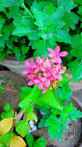 Image result for Ruspolia australis