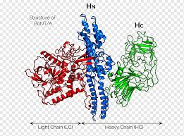 Clostridium botulinum bacteria produce a toxin that leads to respiratory failure through paralysis of the muscles used for breathing. Clostridium Botulinum Botulinum Toxin Neurotoxin Structure Others Text Structure Neuron Png Pngwing