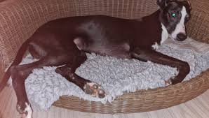 Remy ♀ * 02.01.2014 reserviert! R9xembp9t773lm