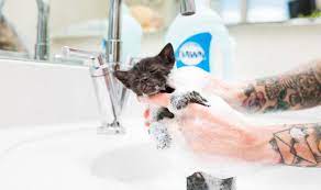 Kapan Anak Kucing Boleh Dimandikan Yuk Cari Tahu Di Sini Pintarpet