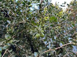 Image result for Dovyalis