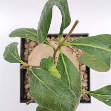 Image result for Raphionacme grandiflora