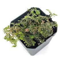Image result for Selaginella mittenii