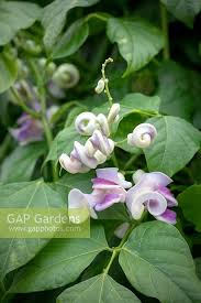 Image result for Cochliasanthus caracalla