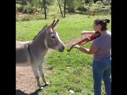 Donkey Loves Sound Of Violin Lol Not Sure If He S Actually Liking It Or Protesting Singing Along Ma Funny Horse Videos Funny Horses Funny Horse Pictures