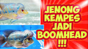 AWALNYA PARAH ! JENONG LOUHAN KEMPES ! JADI MAKIN BOOMHEAD TANPA SUNTIK ! -  YouTube