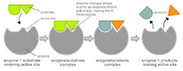 Enzyme - New World Encyclopedia