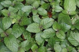 Image result for Nelsonia canescens