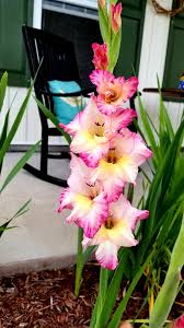 Pin By Penny Jones On Flowers Trees And Other Plants Flowers Plants Tree