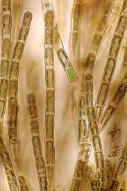 Image result for Alinula sp.