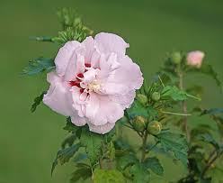 Take about 5 inches (12.7 cm) of strong healthy recent growth from your rose of sharon, cutting at a 45 degree angle. Althea Rose Of Sharon De Groot Inc Perennials Daylilies Fruits Vegetables Shrubs Bulbs