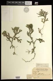 Image result for Selaginella chevalieri