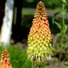 Image result for Kniphofia grantii