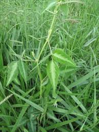 Image result for Desmodium uncinatum