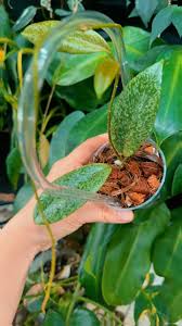 Image result for Aneilema zebrinum