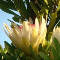 Image result for Chironia flexuosa