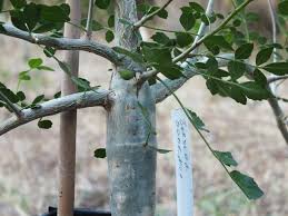 Image result for Burseraceae