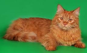 все породы кошек с фотографиями и названиями по алфавиту Gde Kupit Porodistuyu Koshku Sibirskie Koshki Koshki Kot