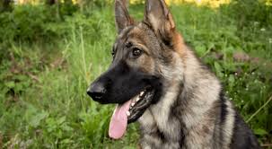 The sable german shepherd is known as the original dog since it shares dna with its wolf ancestors. Sable German Shepherds History Health Behavior Care Temperament And Training Tips