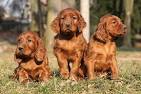 Irish Setter Puppies For Sale - AKC PuppyFinder