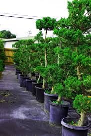 Hollywood Juniper Garden Bonsai Tree 15 Gallon Pot Bonsai Garden Garden Bonsai Tree Bonsai Tree