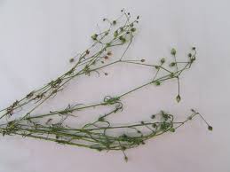 Image result for Spergula arvensis