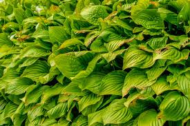 Image result for Carex steudneri