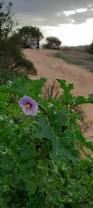 Image result for Solanum linneanum