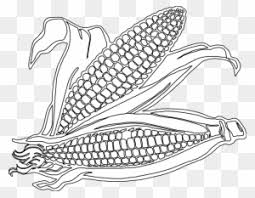 Here's a great fall or thanksgiving coloring page for kids of an ear of sweet corn in it's husk. Corn Drawing Image At Getdrawings Com Free For Personal Free Printable Corn Coloring Pages Free Transparent Png Clipart Images Download