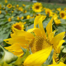 Black Barn Lebanon Ohio Sunflowers Sunflower Field Near Cincinnati Garver Farm