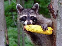 What Do Raccoons Eat Chicago Il Patch
