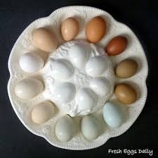 Black Australorp Egg Color Fresh Eggs Daily A Rainbow Of Egg Colors Egg Laying Chickens Best Egg Laying Chickens Chicken Treats