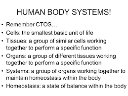 From the tools menu, select delete browsing history. Human Body Systems Remember Ctos Ppt Video Online Download