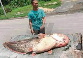 Ikan tapah merupakan salah satu jenis ikan air tawar terbesar yang dapat ditemui di indonesia. 5 Ikan Saiz Terbesar Yang Dijumpai Di Malaysia