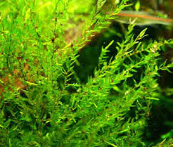 Image result for Rotala fontinalis