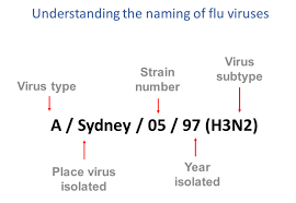 Types Of Influenza Viruses Cdc