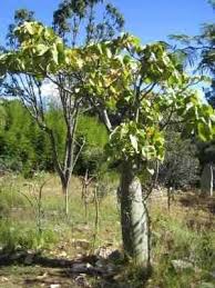 Image result for Hildegardia