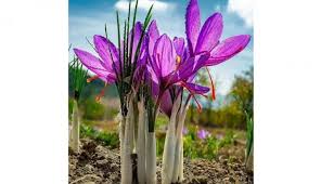 Lupinus, commonly known as lupin, lupine, or regionally as bluebonnet etc., is a genus of flowering plants in the legume family fabaceae.the genus includes over 199 species, with centers of diversity in north and south america. Mengenal Saffron Minuman Sultan Yang Jadi Value Added Hotel