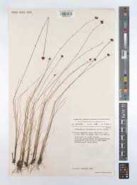 Image result for Bulbostylis scabricaulis