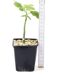 Image result for Adenia glauca