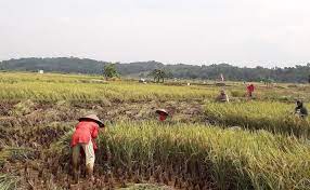 Sekarang dulur petani padi diberbagai daerah bisa melakukannya, dengan penggunaan pupuk gdm organik tidak hanya menunjang kualitas panen. Covid 19 Tak Ganggu Petani Minahasa Panen Raya Padi Dan Jagung