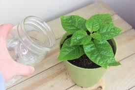 Gently lift the plant out of the ground and shake it lightly to dislodge any loose soil. Watering Pepper Plants How Often To Water Peppers Pepper Geek