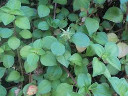 Image result for Heterotis decumbens