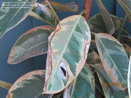 Cherry trees are well known for suffering from a range of pests and diseases in the uk. Garden Pests And Diseases Help With Ficus Elastica Variegated Rubber Tree 2 By Jimmydean
