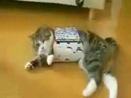 Über 4.500 baumaschinen sofort verfügbar. Fat Cat Small Box Fail Youtube