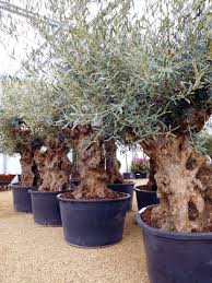 This Is Why You Need Olive Trees In Your Home And Garden Growing Olive Trees Potted Olive Tree Olive Trees Garden