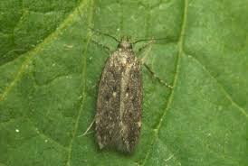 Image result for Bryotropha similis