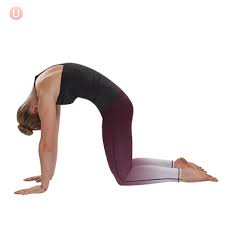 If you spend a lot of time sitting then flexing & extending your spine can help improve circulation in the discs. How To Perform Cat Pose Get Healthy U